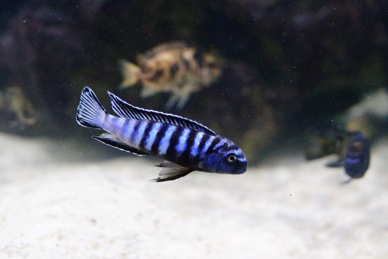 Chindongo sp. 'elongatus ornatus' Likoma Island